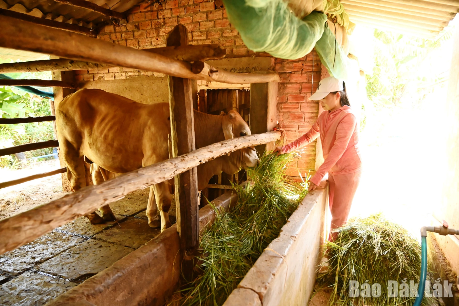 Hỗ trợ bò sinh sản cho hộ nghèo chăn nuôi là một trong những giải pháp thoát nghèo bền vững.