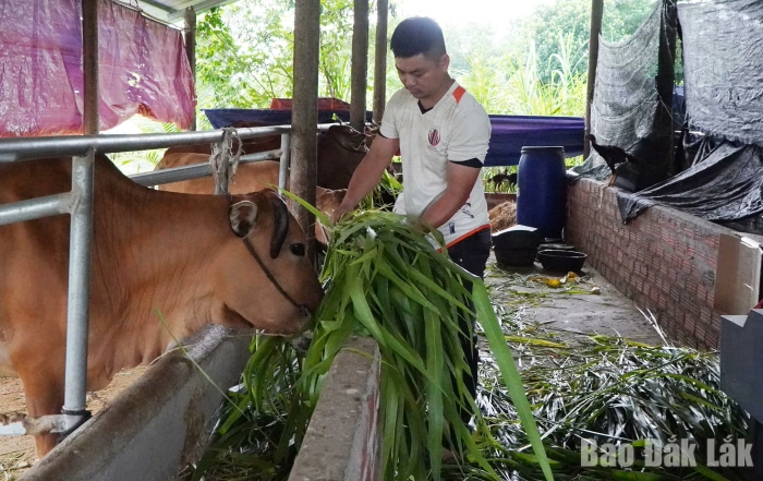 Đắk Lắk quy hoạch hơn 7.500 ha đất chăn nuôi tập trung