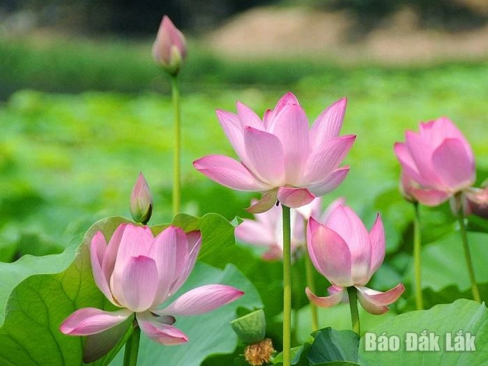 Vương vấn hương sen