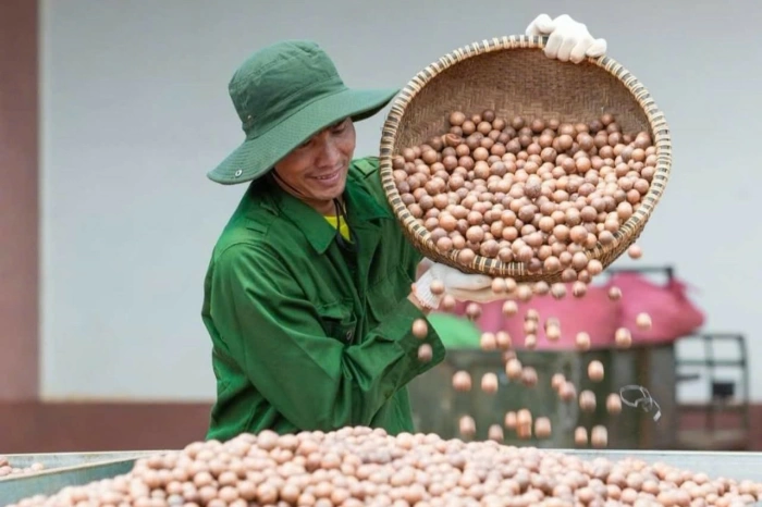 OCOP gives local specialties wider reach - Báo Đắk Lắk điện tử