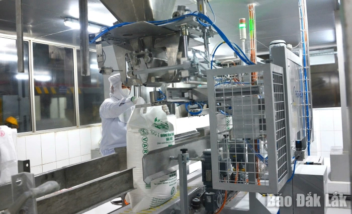 Doanh nghiệp hỗ trợ nông dân thu hoạch mía