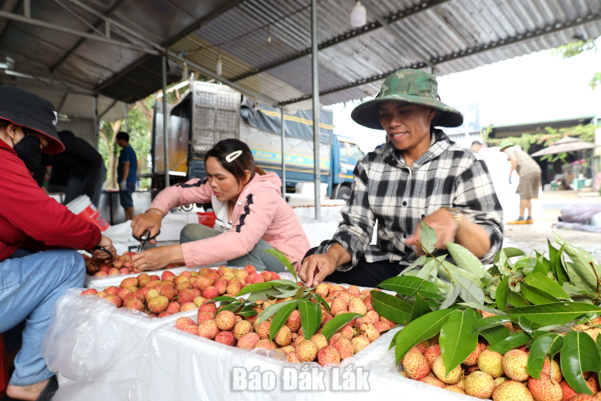Quả vải tươi của xã Ea Knốp được thương lái thu mua, đóng gói, xuất khẩu sang thị trường Trung Quốc. 