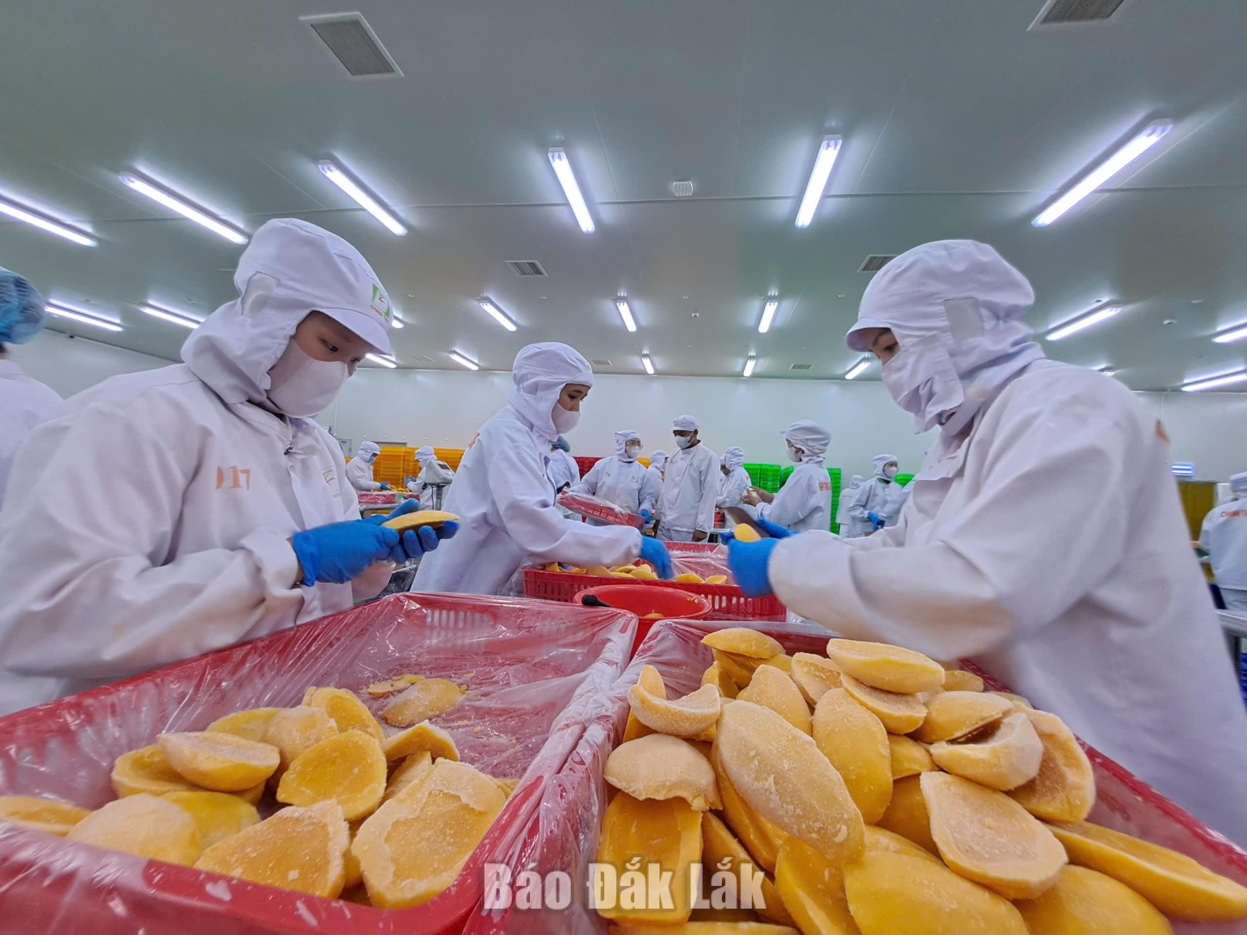 Chế biến trái cây tại Công ty Cổ phần Tập đoàn xuất nhập trái cây Chánh Thu (xã Cuôr Đăng).