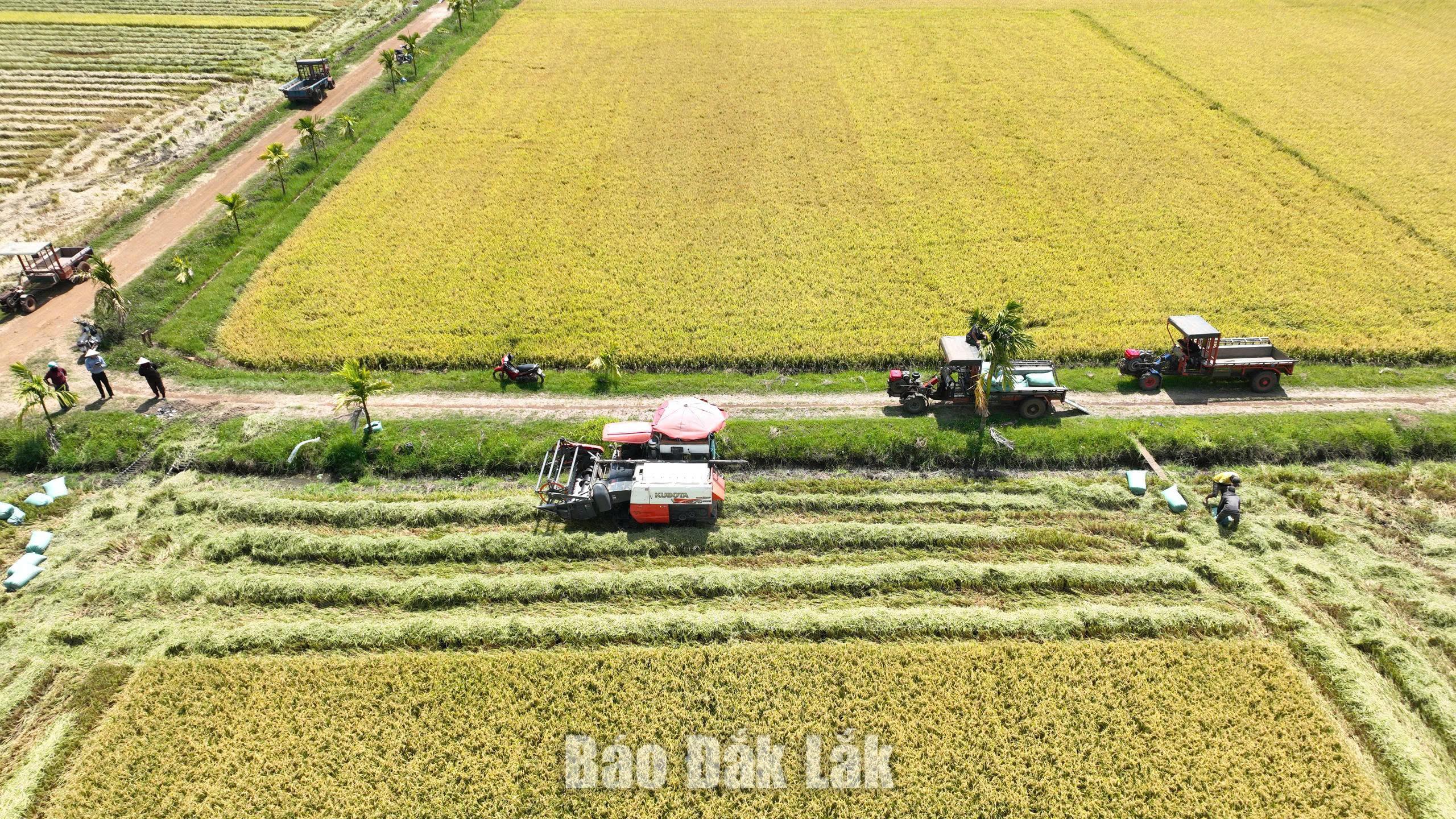 Theo dự báo, lĩnh vực nông, lâm thủy sản sẽ đạt kịch bản tăng trưởng cả năm. Trong ảnh: Thu hoạch lúa trên địa bàn xã Ea Kly.