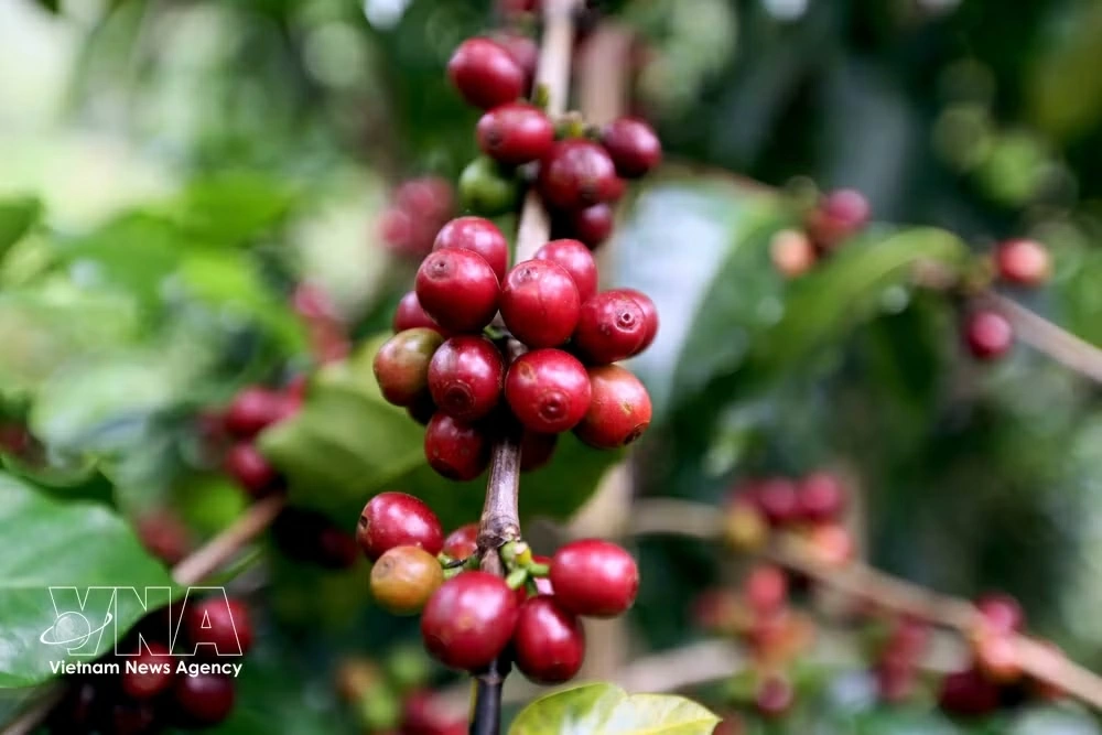 Coffee exporters are being required to demonstrate sustainable production practices and transparent supply chains to maintain access to premium markets. (Photo: VNA)
