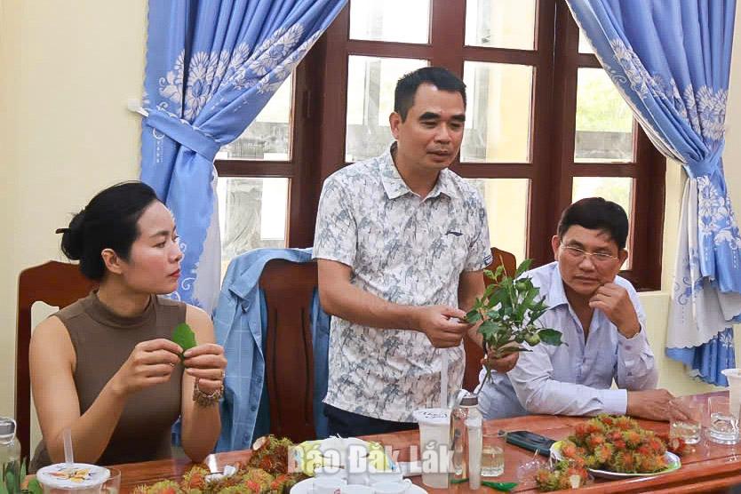 Các chuyên gia cho rằng xã Hòa Mỹ đang sở hữu vốn quý là quần thể trà ở núi Hòn Chảo