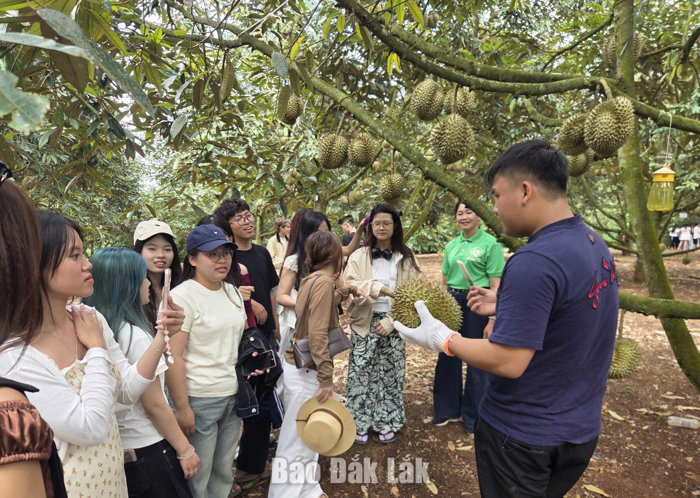Visitors experiencing a durian orchard in Krong Pac Commune.