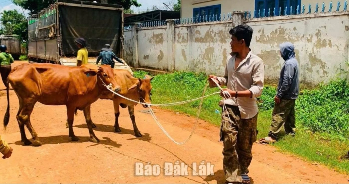 Trao sinh kế, mở hướng thoát nghèo ở Pơng Drang