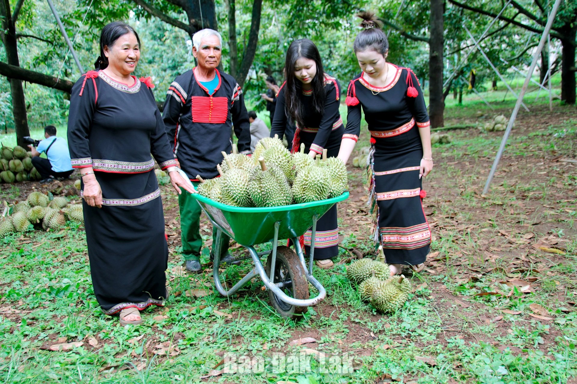 In August and September, durian orchards across Dak Lak enter the peak harvest season, bringing the joy of the harvest to farmers.