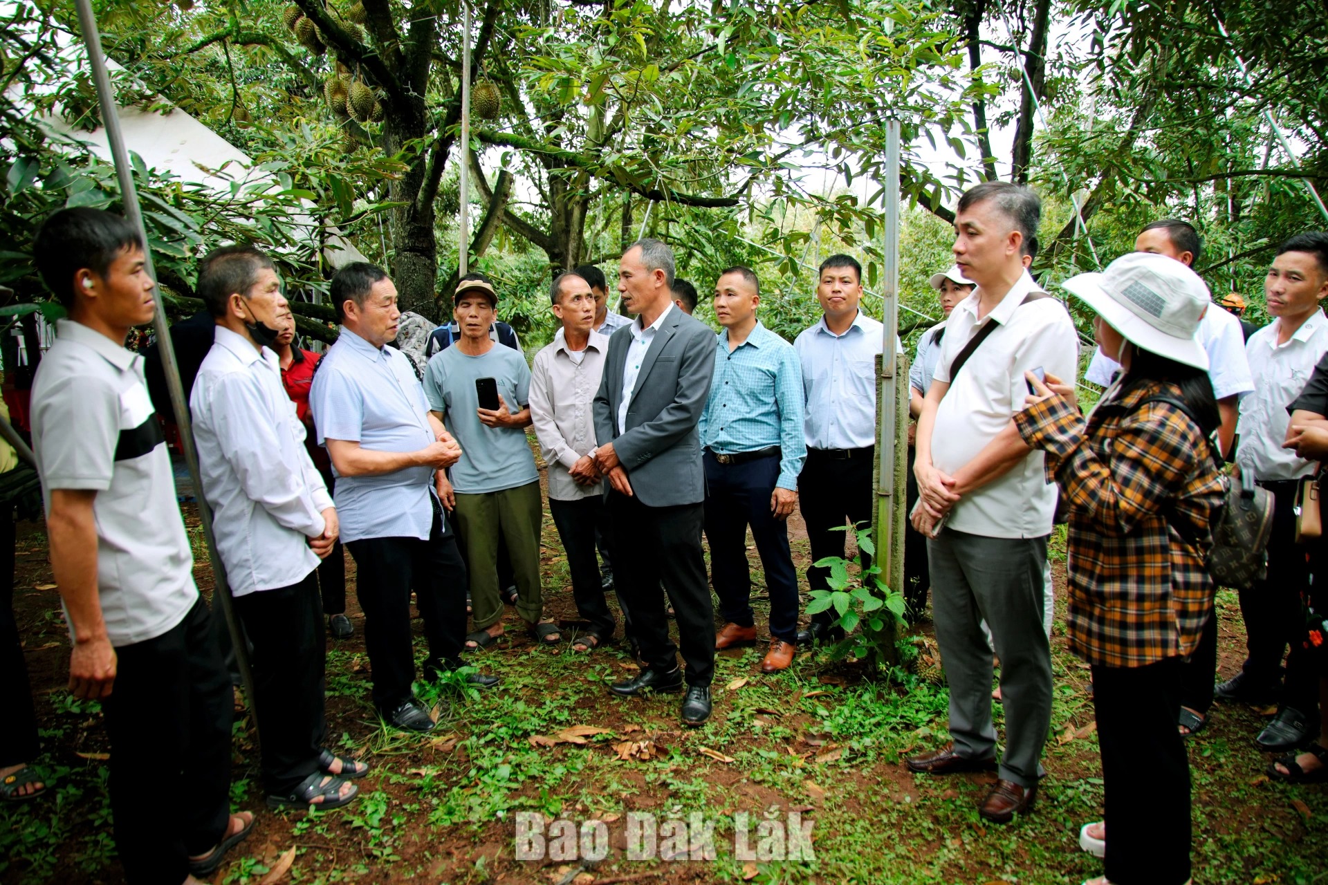 Visitors tour durian orchards, hear stories about the durian cultivation and learn about local farming practices.