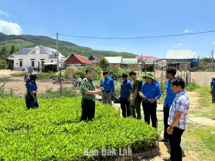 Sức trẻ dựng sinh kế trên quê hương