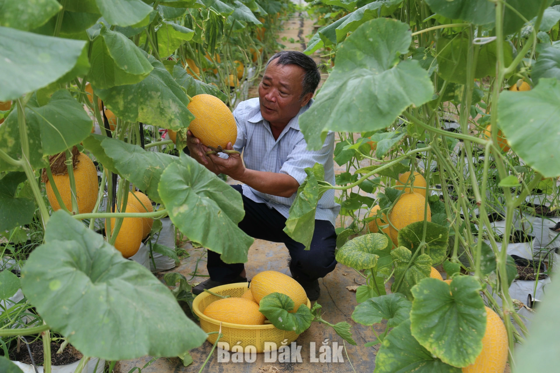 Ông Hồ Xuân Hương (thôn Phước Quý) thu hoạch dưa lưới.
