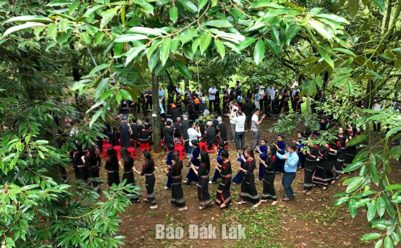 As part of the 2026 Dak Lak Durian Festival, the provincial tourism sector organised experiential tours of durian orchards across the province.