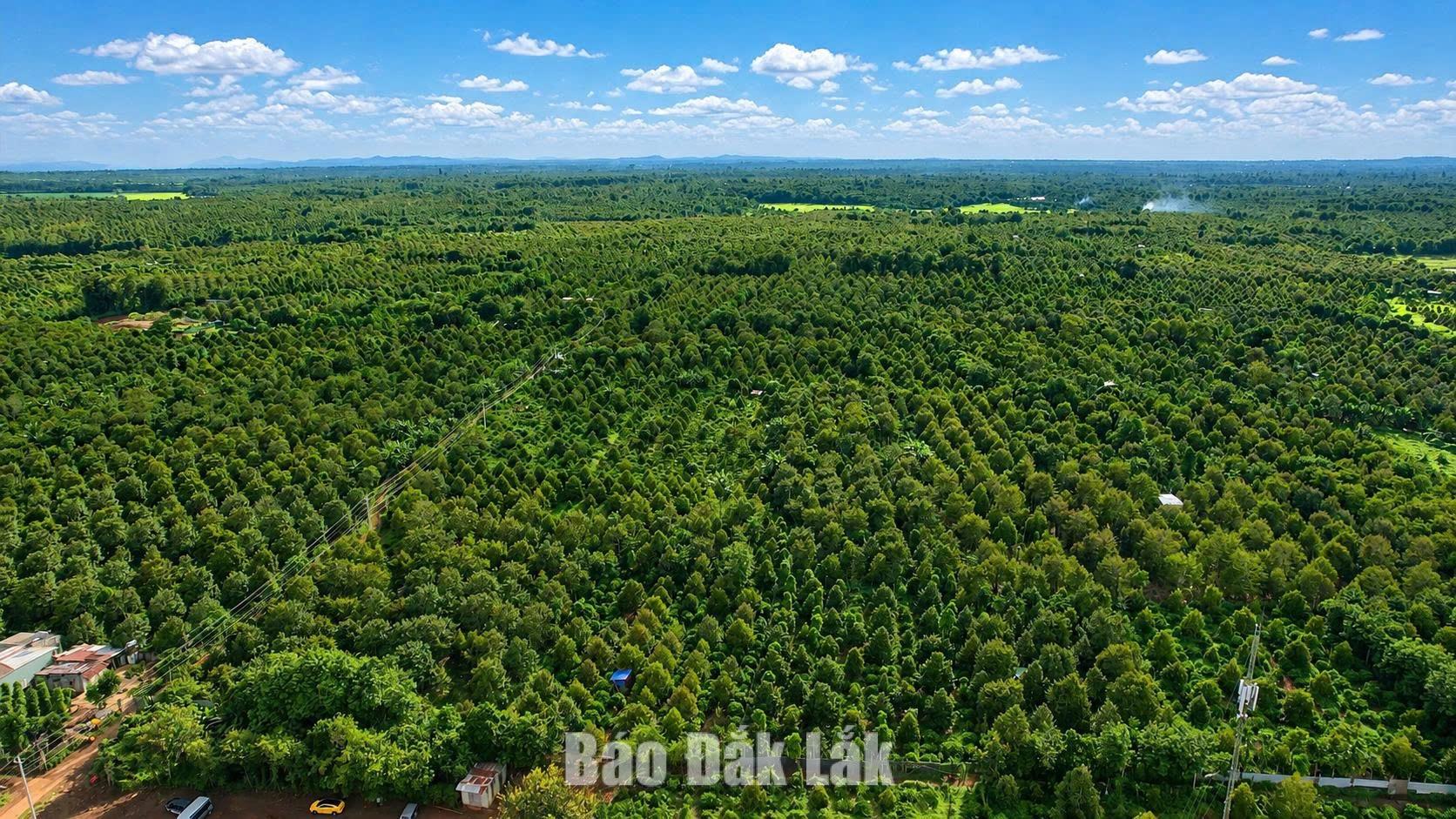 Alongside vast coffee-growing hills, durian, known as the “king of fruit”, is emerging as another key agricultural product of Dak Lak.