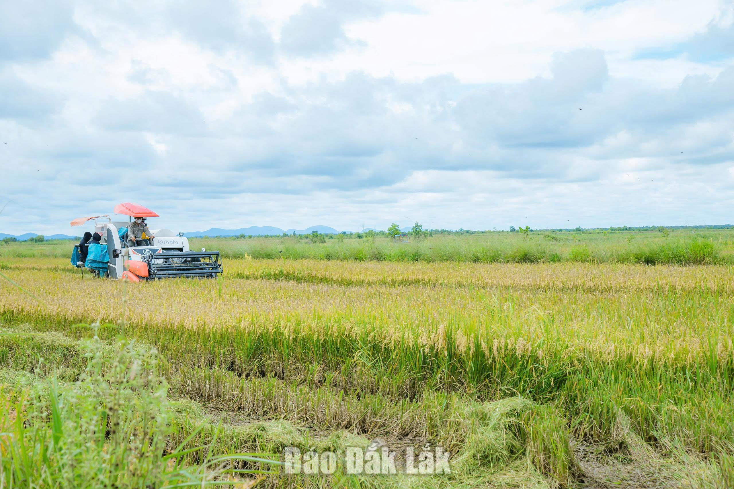 Nông dân thu hoạch lúa trên cánh đồng mẫu lớn.