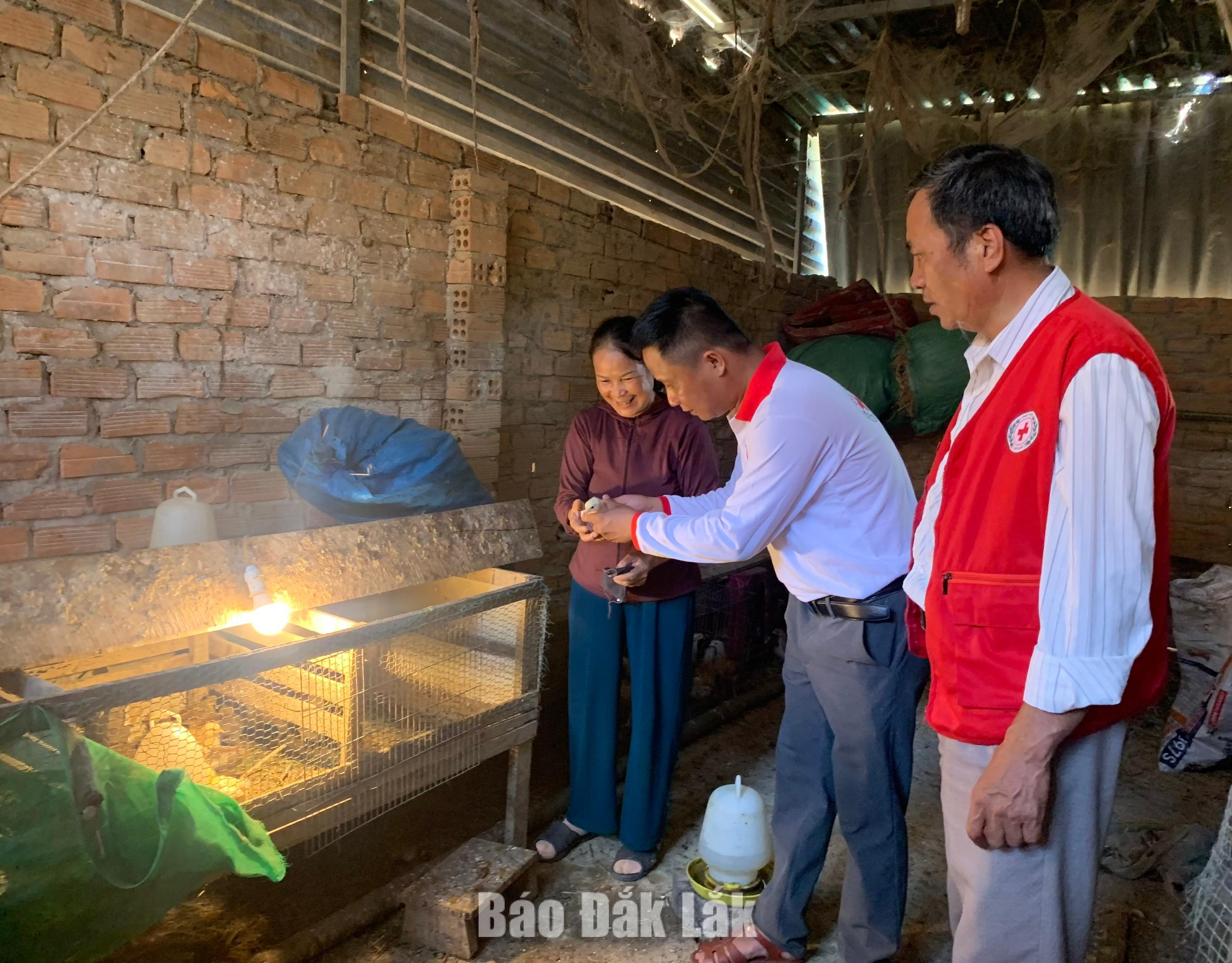 Bà Bùi Thị Nhĩ, xã Krông Ana vươn lên nhợ sự hỗ trợ của Hội Chữ thập đỏ tỉnh Đắk Lắk. 