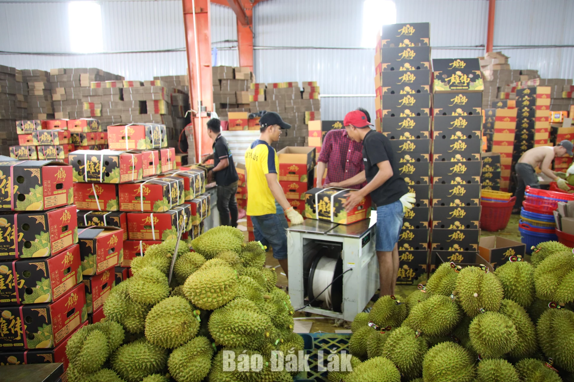 Một cơ sở thu mua sầu riêng trên địa bàn xã Dliê Ya hoạt động hết công suất trong mùa thu hoạch. 