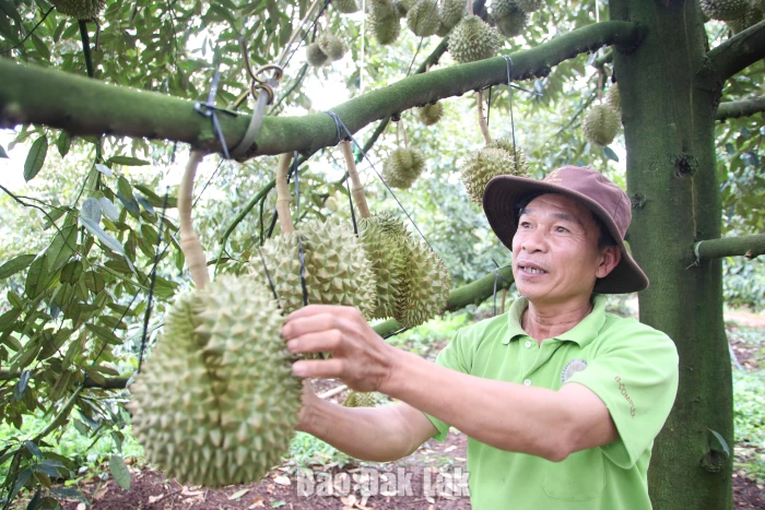Xã Dliê Ya: Nâng cao giá trị sầu riêng bằng mã số vùng trồng