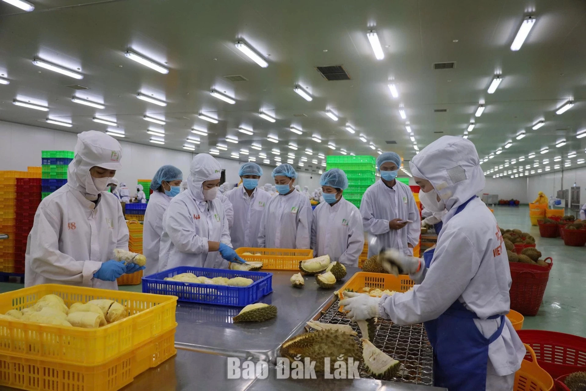 Frozen durian processing at Chanh Thu Dak Lak Export Fruit Processing Factory.