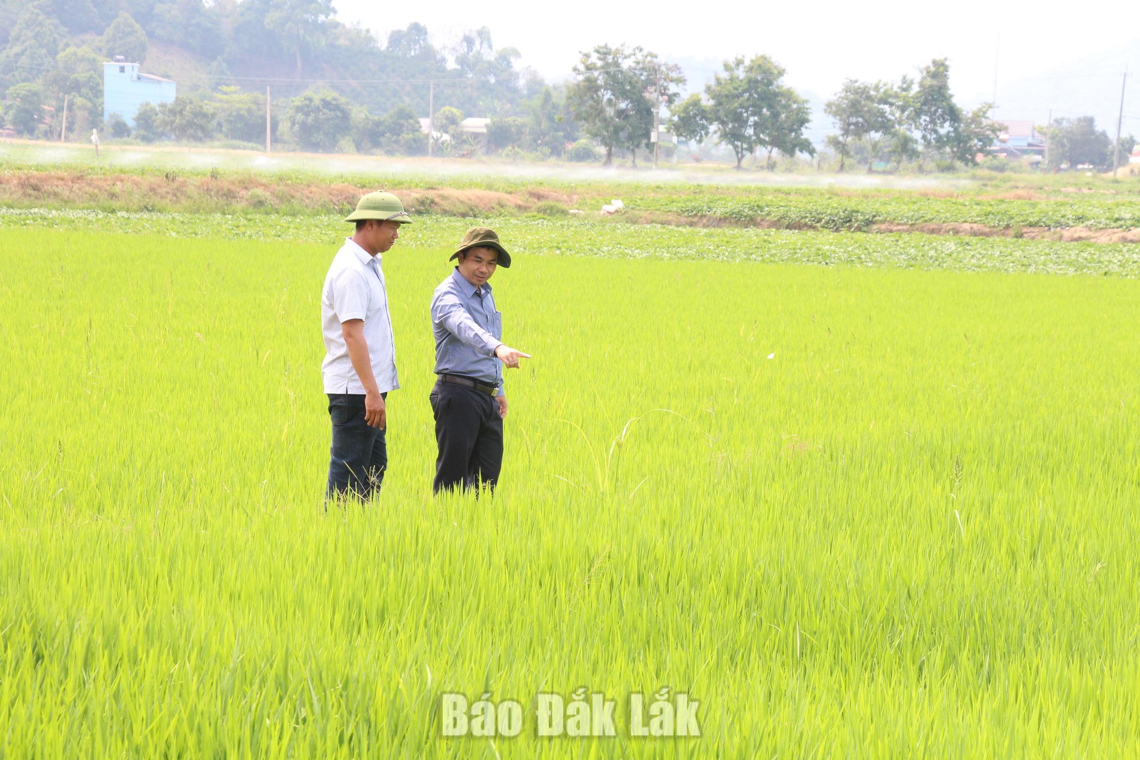 Những mô hình kinh tế hiệu quả đang góp phần khơi dậy nội lực, giúp đồng bào dân tộc thiểu số ở Dur Kmăl vươn lên ổn định cuộc sống. 