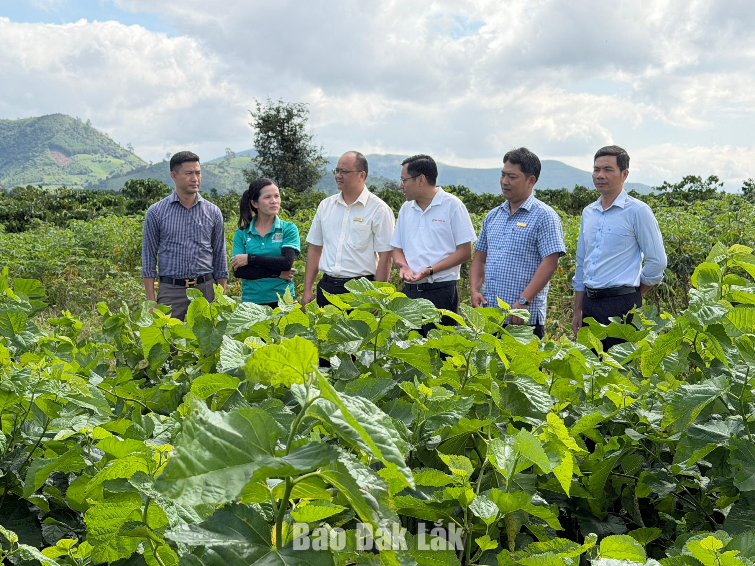 Xã Krông Bông đặt trọng tâm là tạo sinh kế bền vững cho người dân.