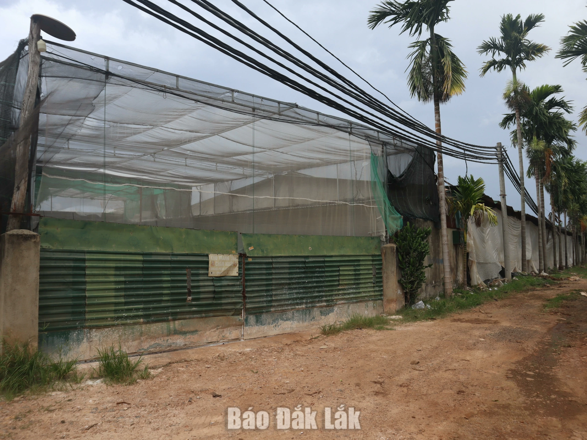Các trang trại chăn nuôi trên địa bàn phường Tân Lập khu vực tiếp giáp với xã Ea Ktur.