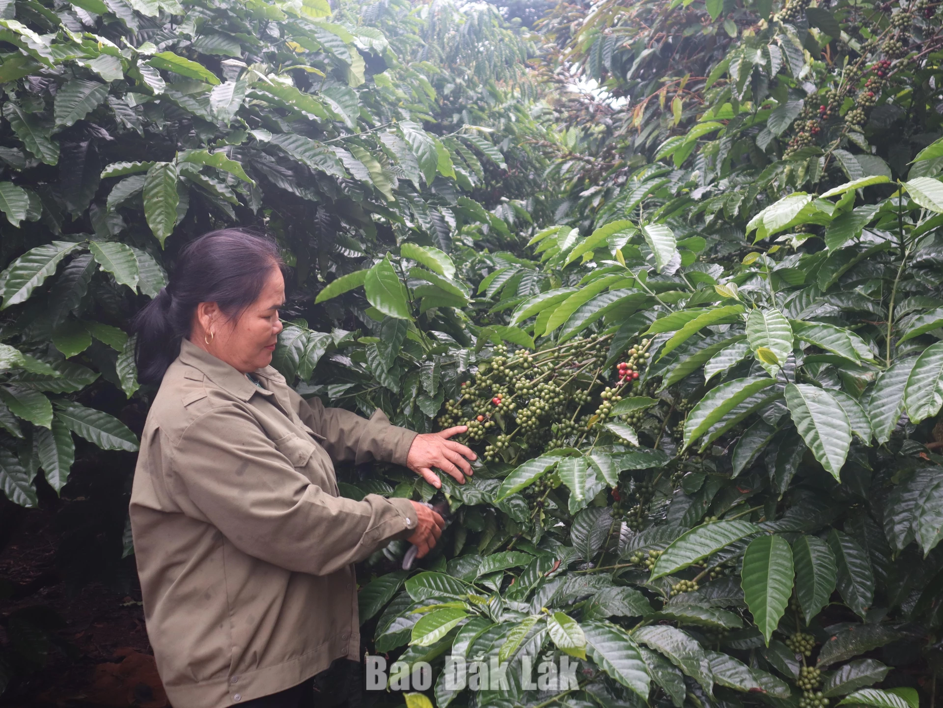 Bà Đàm Thị Nga, buôn Pai Ar, xã Đắk Phơi chăm sóc vườn cà phê của gia đình.