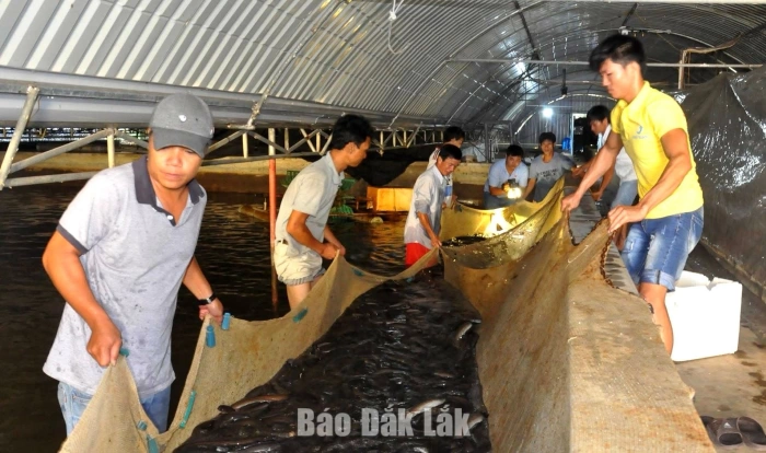 Hướng đi bền vững cho nghề nuôi cá chình bông