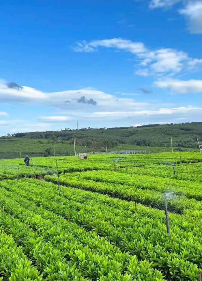 Phát triển lâm nghiệp phải gắn với sinh kế người dân