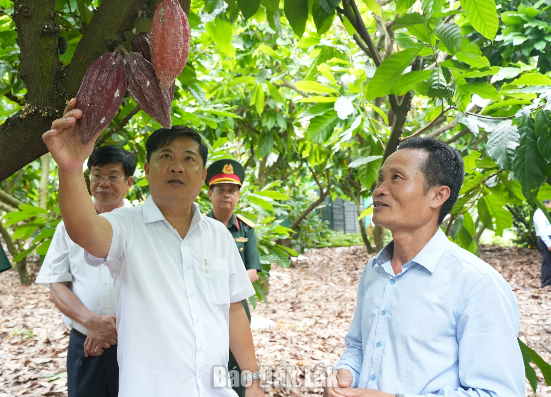 Bí thư Tỉnh ủy Lương Nguyễn Mình Triết khảo sát thực tế mô hình trồng ca cao xen điều của Hợp tác xã Đồng Tiến.
