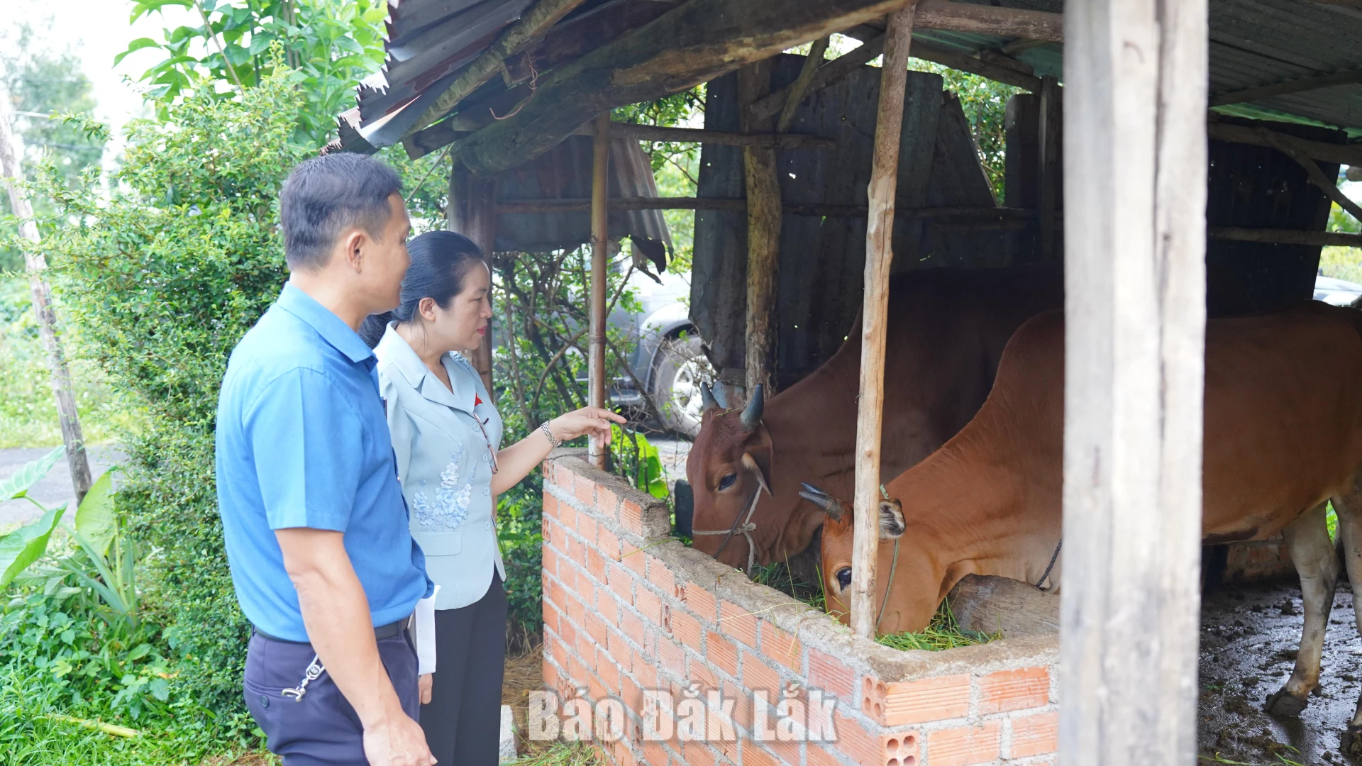 Đoàn giám sát và lãnh đạo địa phương kiểm tra thực tế mô hình hỗ trợ bò sinh sản tại buôn Ya, xã Hòa Sơn.