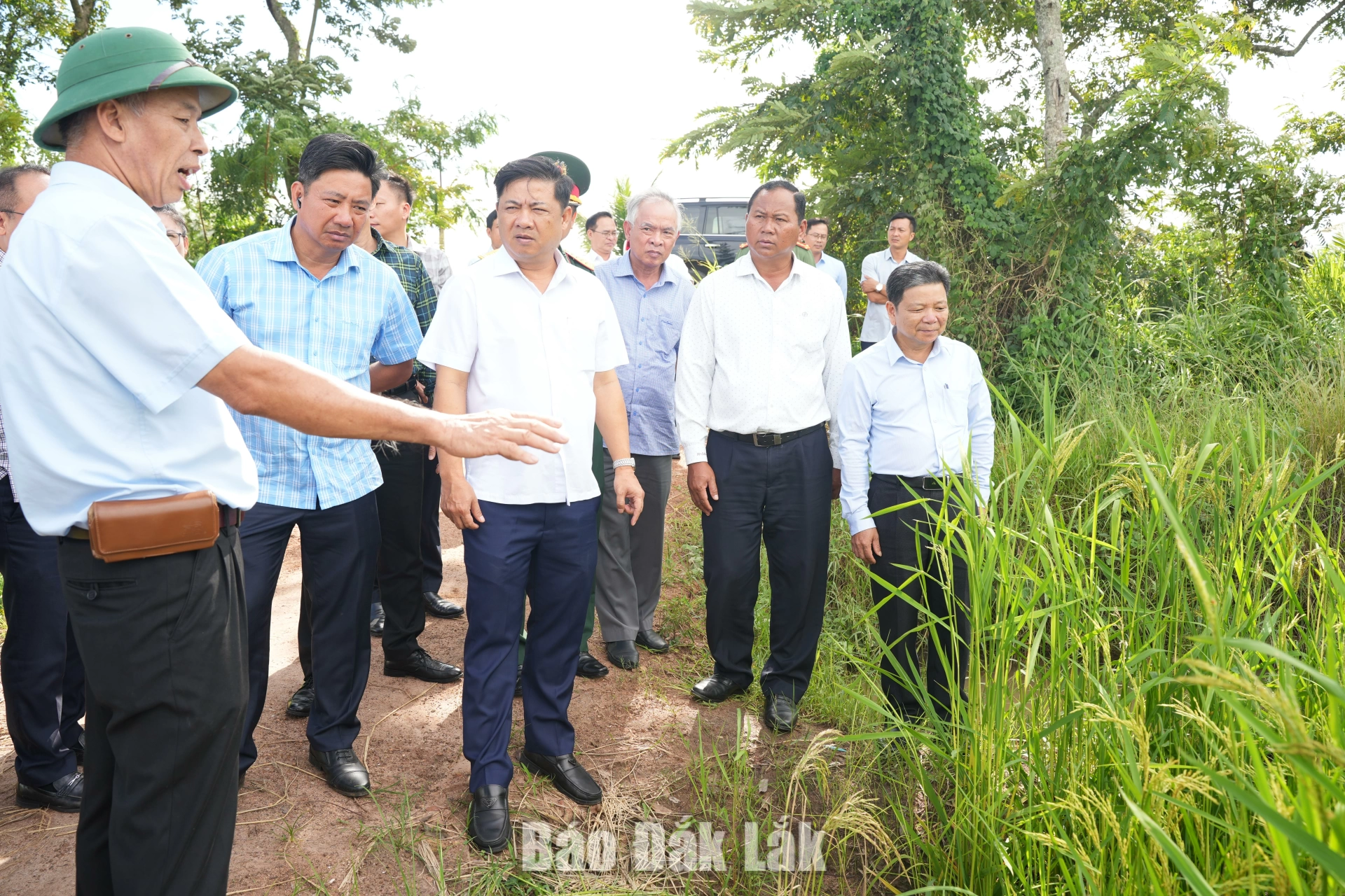 đồng chí Lương Nguyễn Minh Triết, Ủy viên Trung ương Đảng, Bí thư Tỉnh ủy, Trưởng Đoàn ĐBQH tỉnh cùng các đồng chí trong đoàn khảo sát mô hình sản xuất lúa giống Sumo F1.
