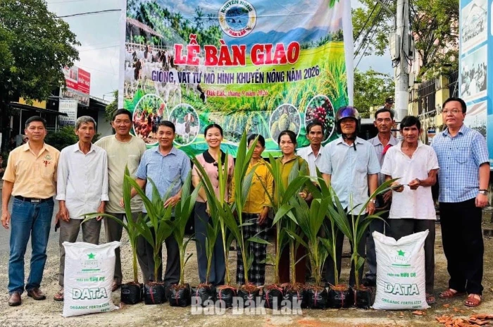 Hỗ trợ nông dân Đồng Xuân trồng dừa thâm canh