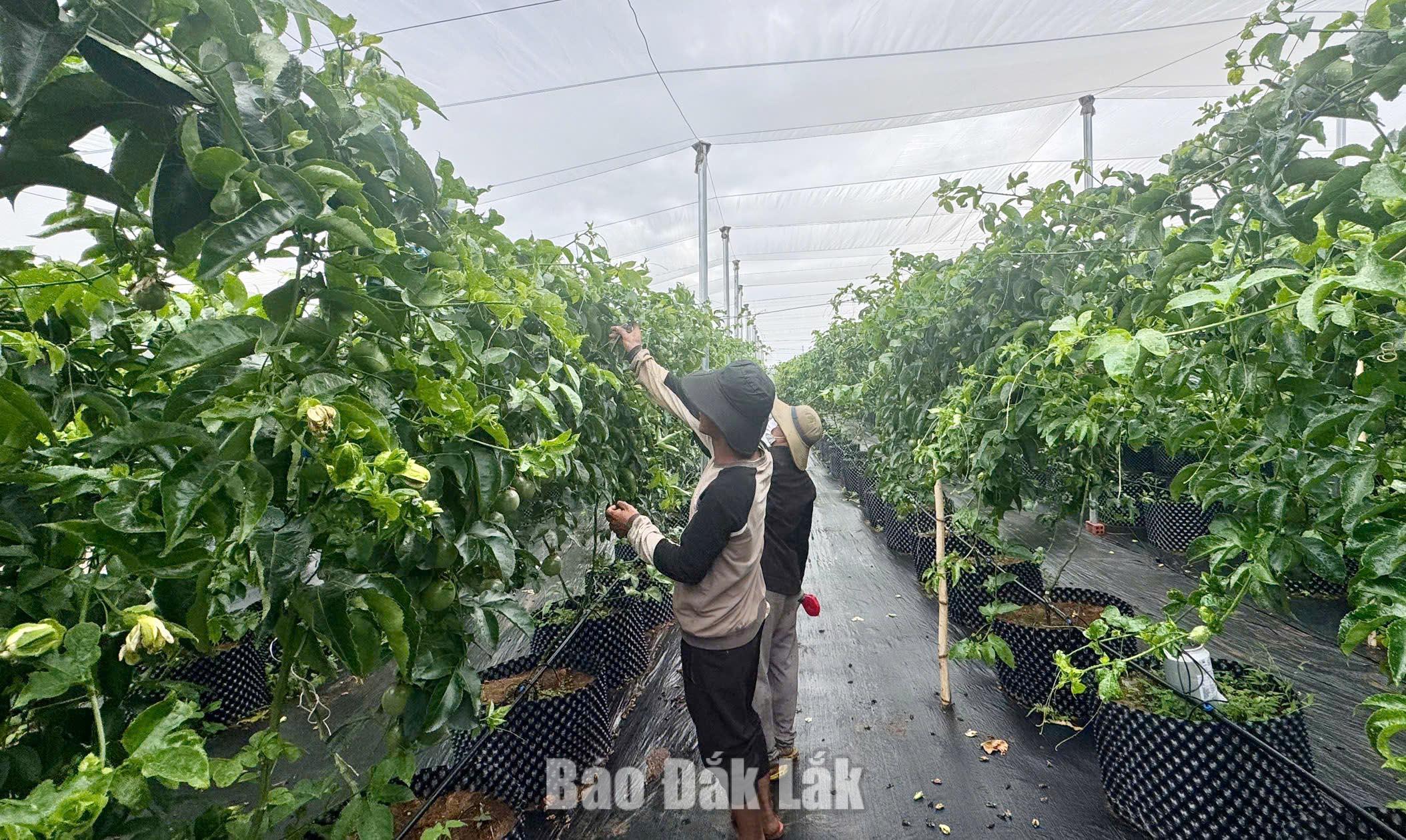 HTX Nông nghiệp công nghệ cao DNT Global trồng chanh dây trong nhà màng và sử dụng hệ thống tưới nước  nhỏ giọt. 
