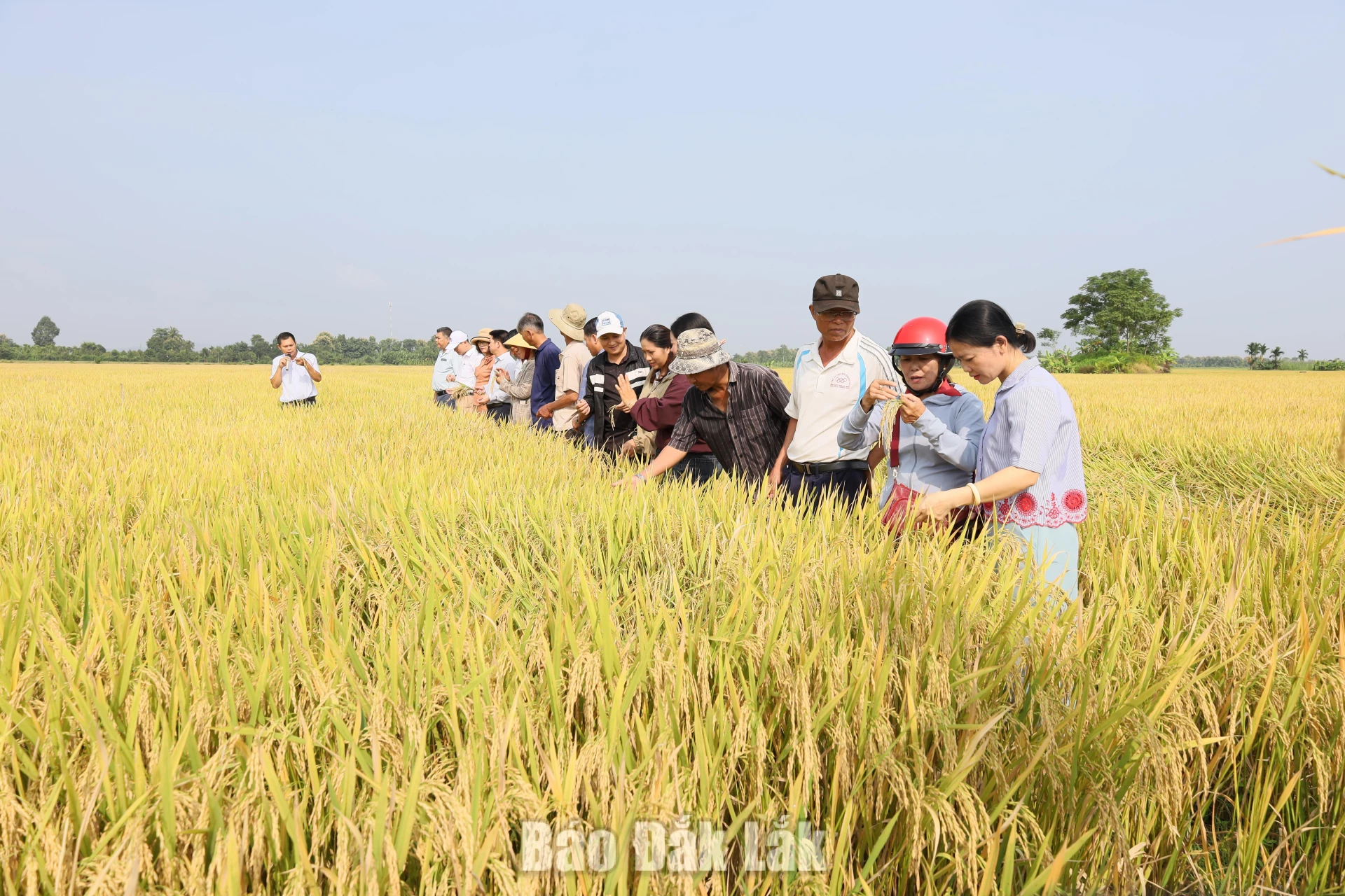 Low-emission rice farming model in Hoa Phu commune.
