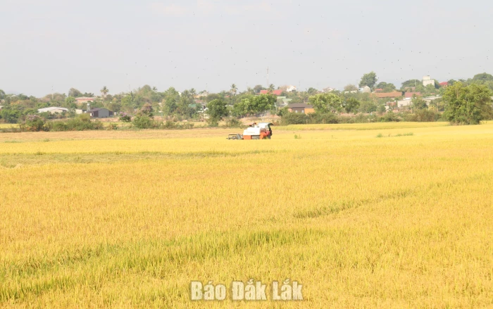 Xã Ea Bung: Phát triển nông nghiệp bền vững từ cây lúa