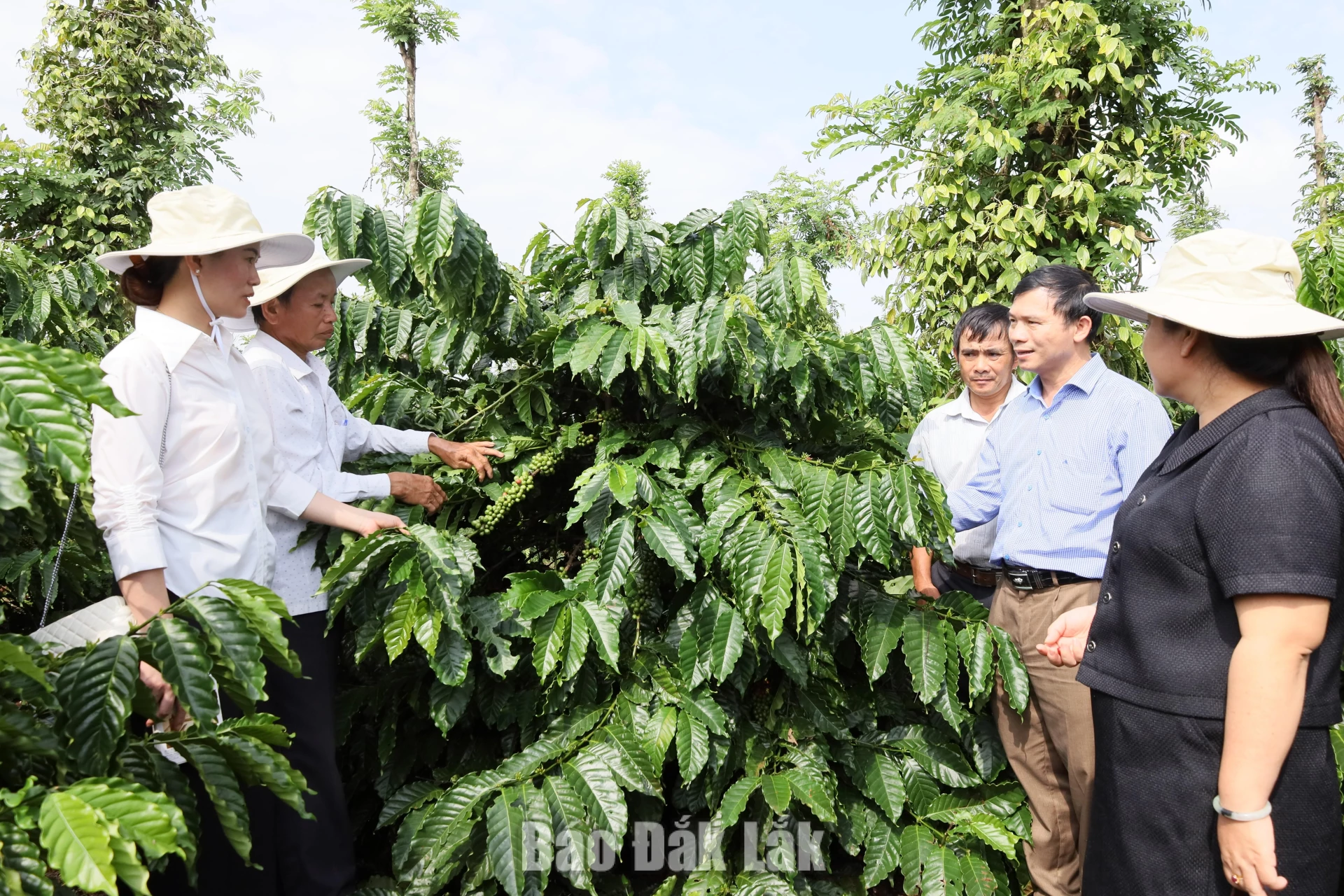 Ecologically sustainable coffee farm in Ea Ning commune.