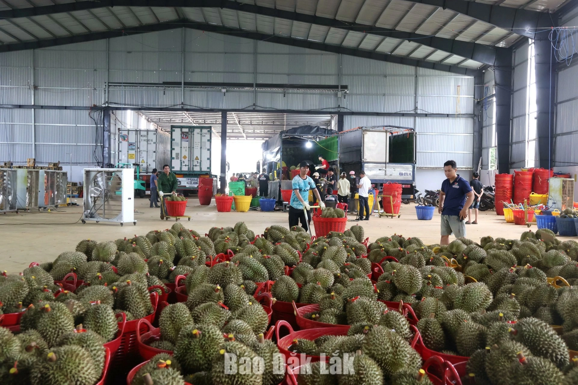 Most private enterprises in Dak Lak Province, as well as across the Central Region and Central Highlands, being small or medium-sized. (Pictured: A durian trading together with export enterprise in Krong Pac Commune)   