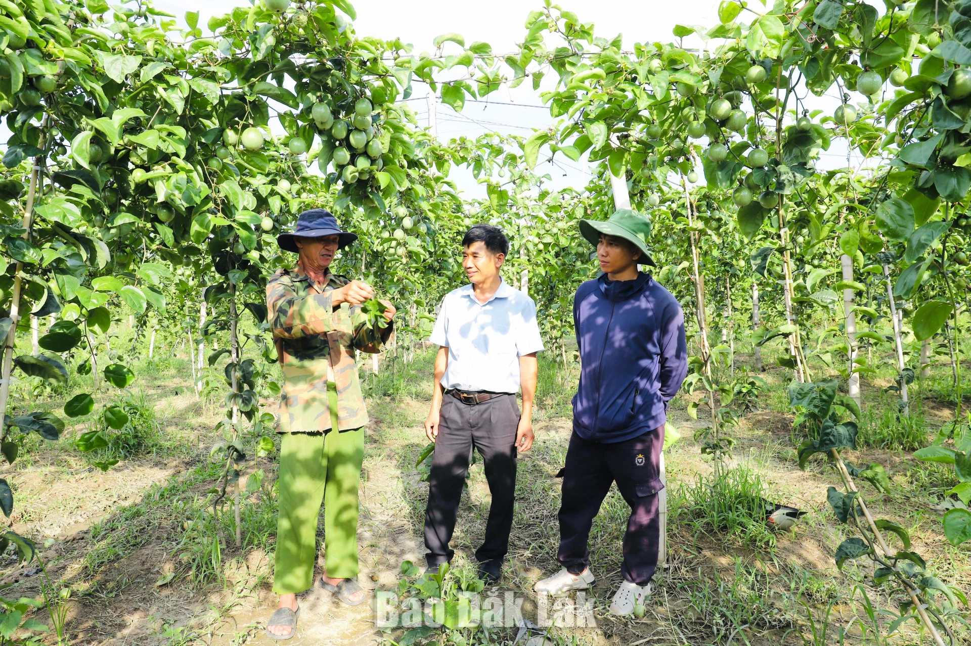 Xã Ea Păl khuyến khích người dân đầu tư các giống cây trồng mới, năng suất cao nhằm nâng cao nguồn thu nhập cho người dân.