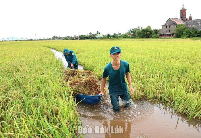 Lực lượng vũ trang phường Hòa Hiệp giúp dân gặt lúa ngập úng