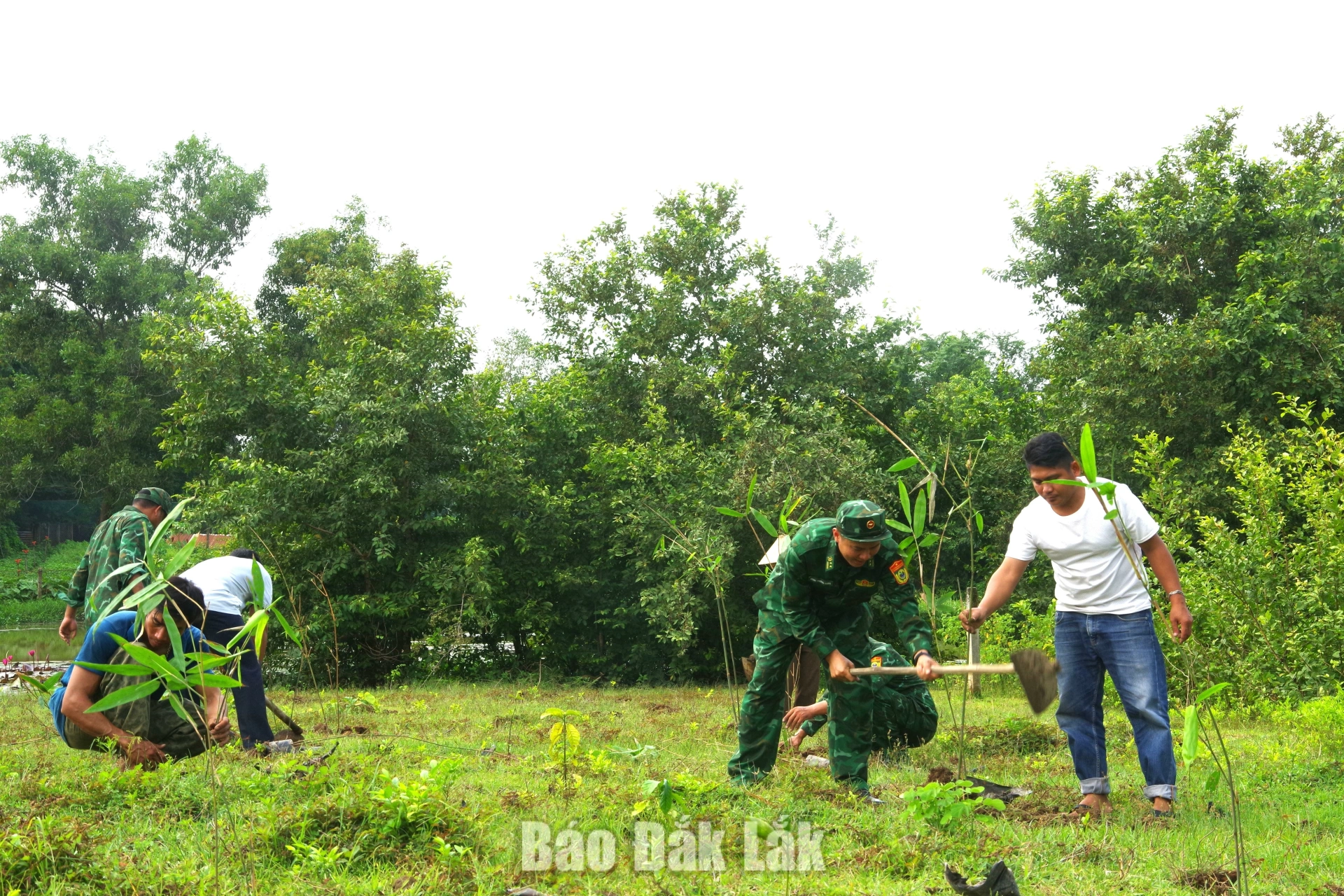 Đồn Biên phòng Bo Heng trao cây giống và hỗ trợ người dân trồng cây trên địa bàn biên giới Buôn Đôn.