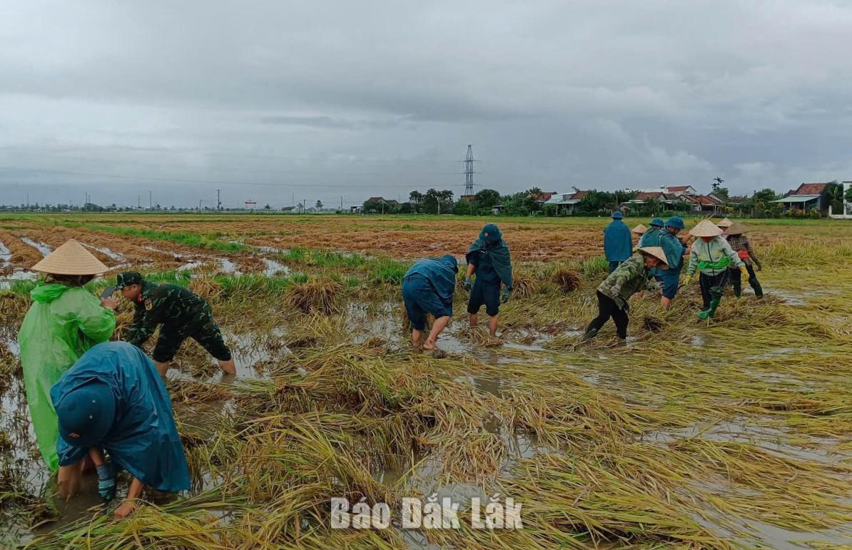 Lực lượng Ban chỉ huy quân sự xã Hoà Thịnh giúp dân gặt lúa bị ngập úng. Ảnh: Lê Biết