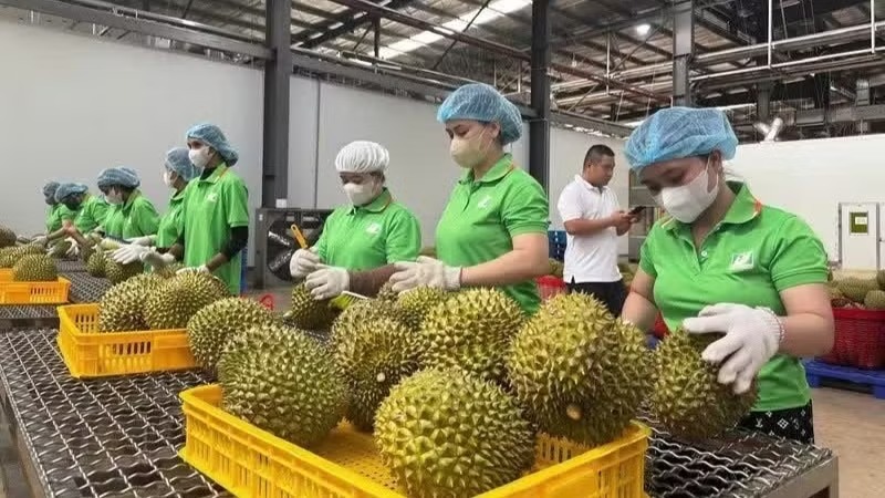 Viet Nam’s traceability system has so far been updated with information on about 18,000 products from 26 out of 34 provinces and cities, with the participation of 255 growing areas and 149 enterprises. (Photo: NDO)