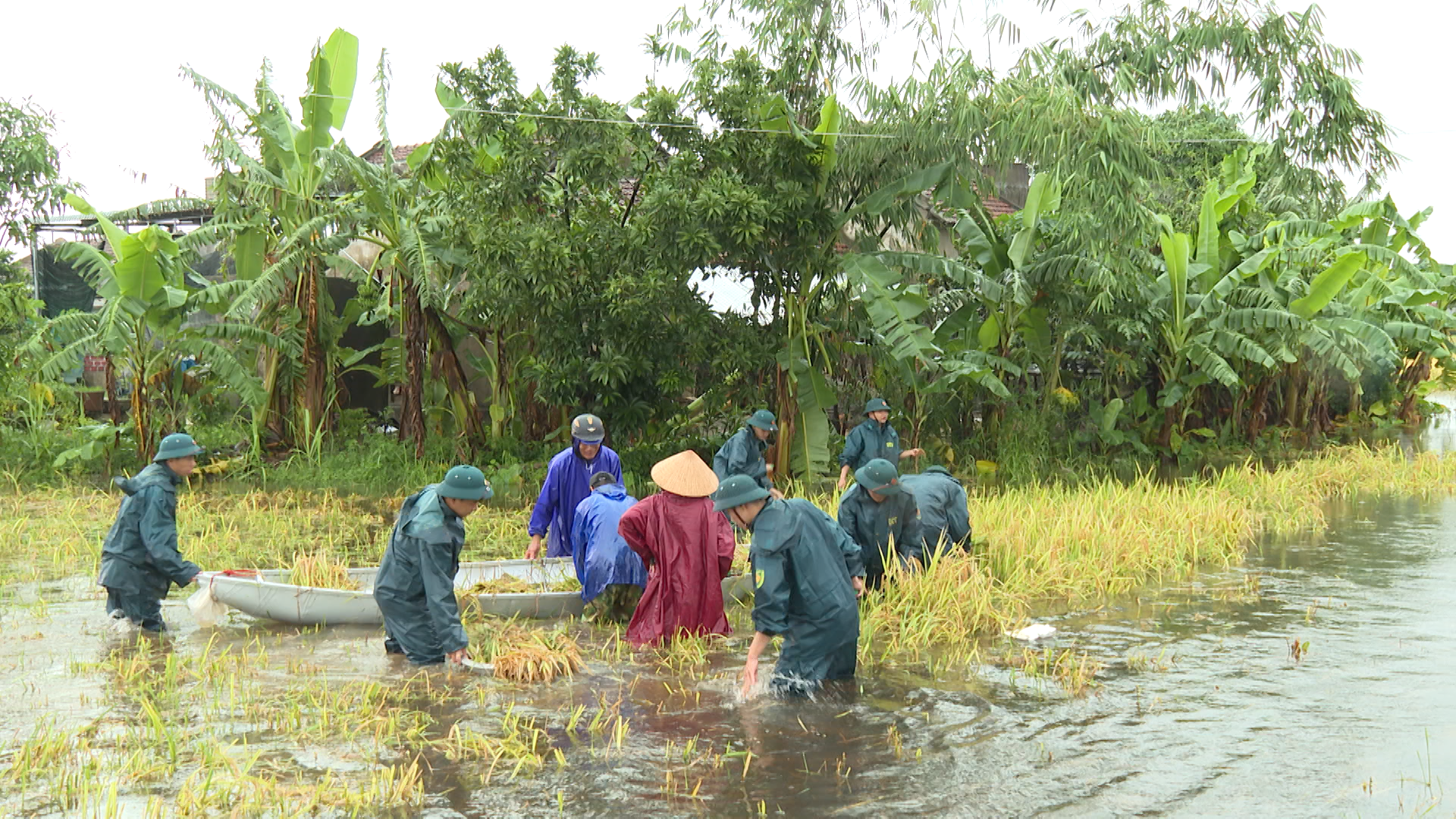 Kịp thời giúp dân bảo vệ thành quả lao động