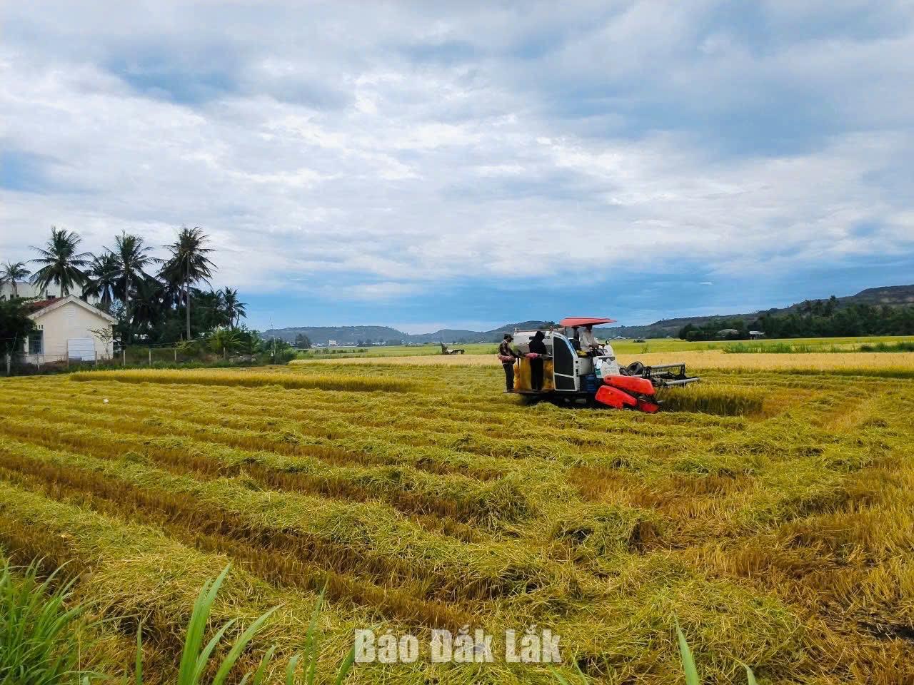 Vụ lúa Đông Xuân bình quân đạt 82 tạ/ha, nông dân Tuy An Đông phấn khởi.