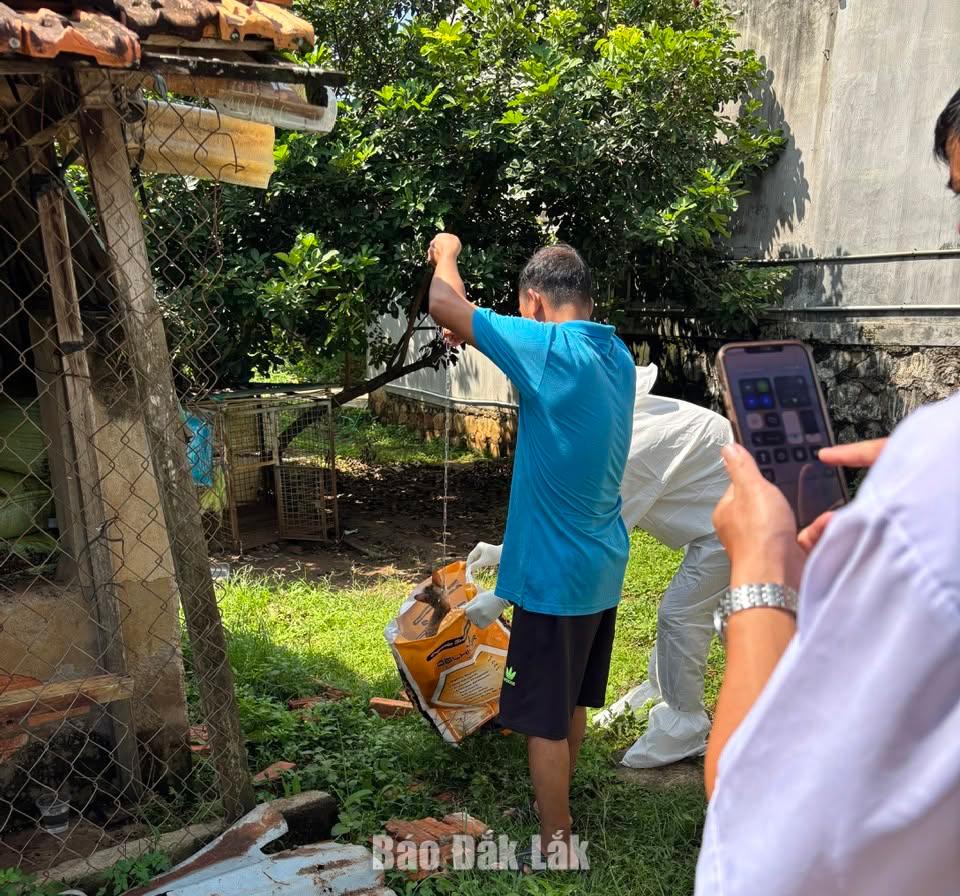 Lực lượng chức năng Đắk Lắk triển khai các biện pháp phòng, chống bệnh dại tại khu vực có chó mắc bệnh. 