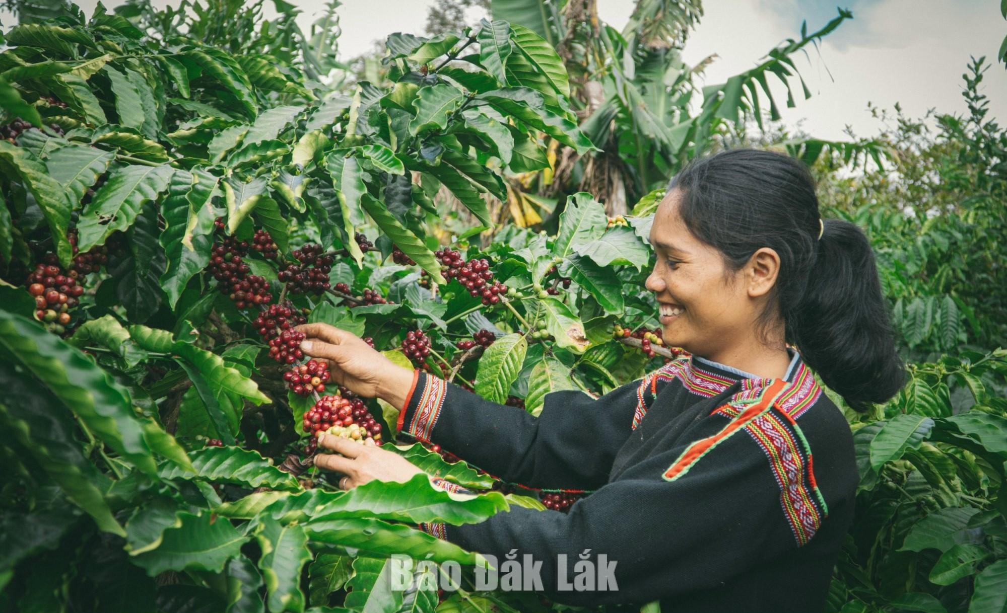 Coffee being one of Dak Lak’s key agricultural products, helping build the provincial brand. 