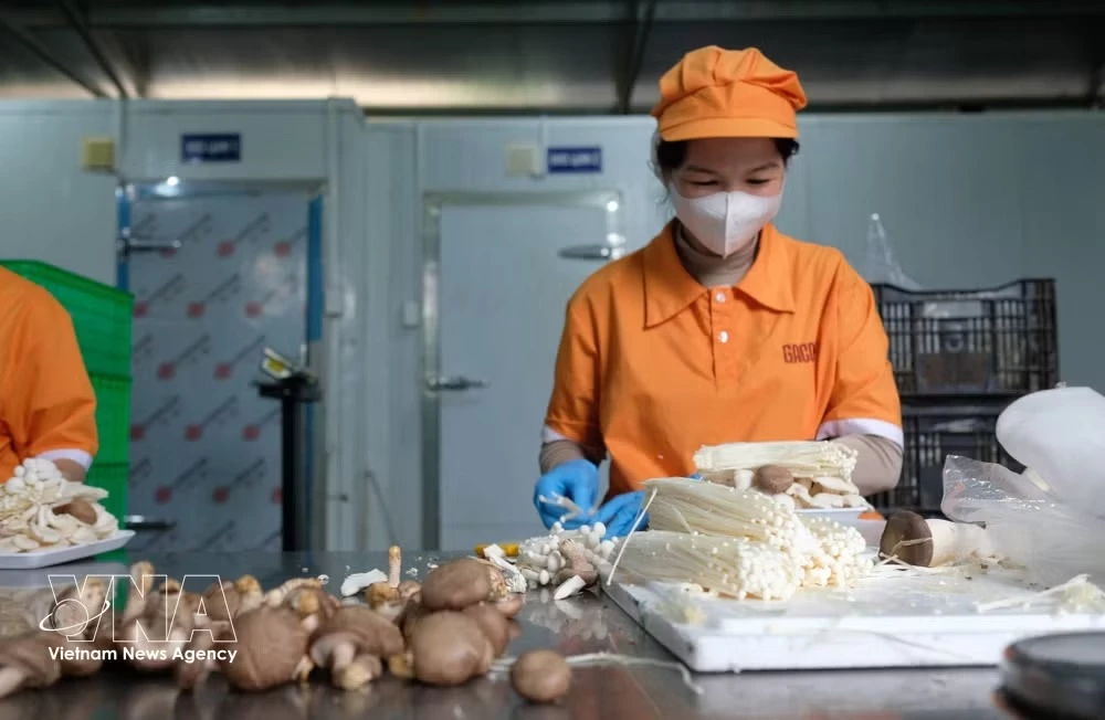 Many agricultural producers in Lam Dong province are preparing to tap the Halal market, with 38 businesses and establishments currently holding Halal certification in agriculture, food and tourism. As of May 2026, exports to Muslim-majority markets reached around 40 million USD. (Photo: VNA)