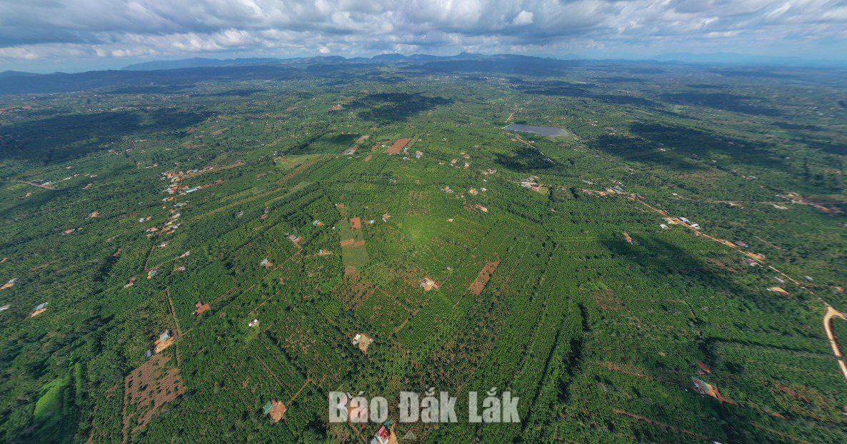 Coffee-growing area in Dak Lak Province.