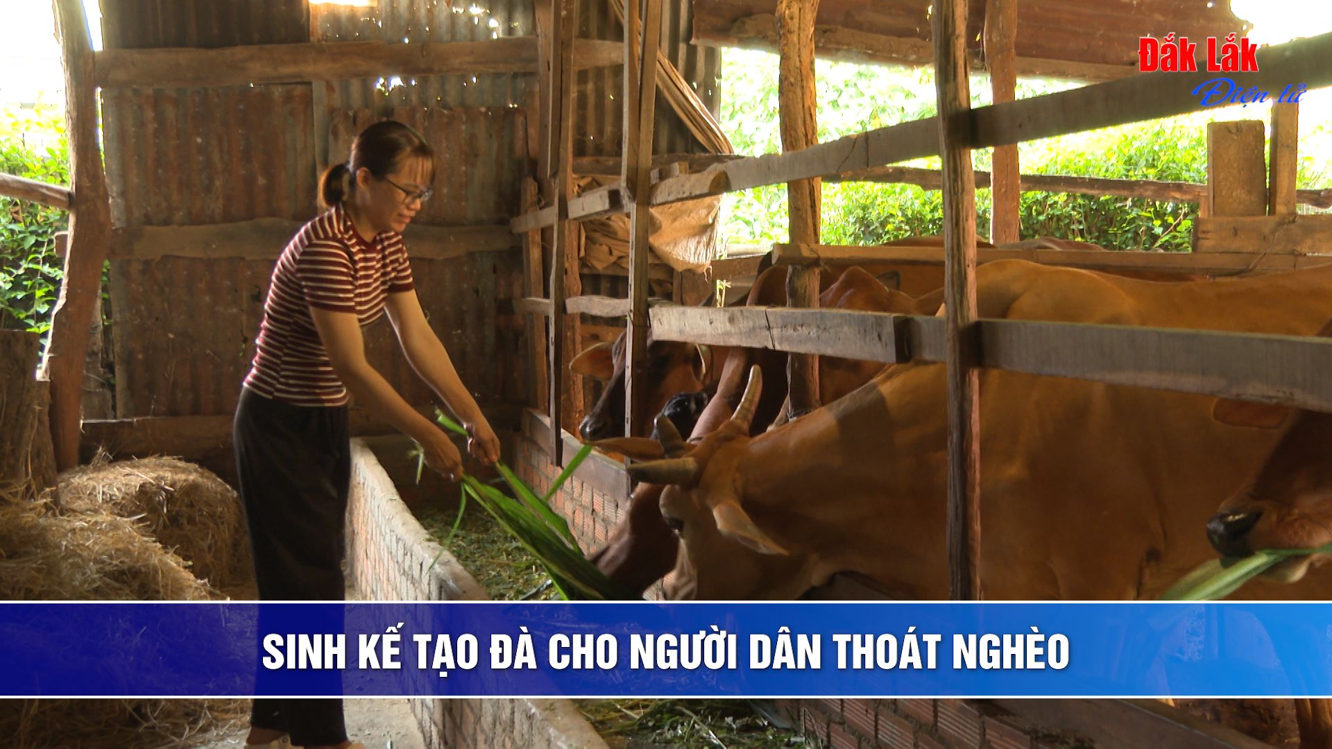 (Video) Sinh kế tạo đà cho người dân thoát nghèo